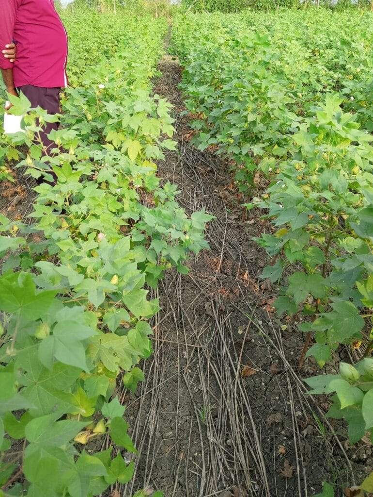 धान की पराली का उपयोग कपास का मलचिनग